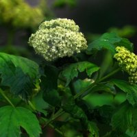 Калина Бульденеж :: Наталья Лакомова