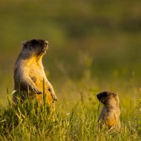 *** :: Валерий Черняк