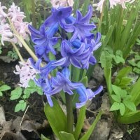 Гиацинт :: Наталия Павлова