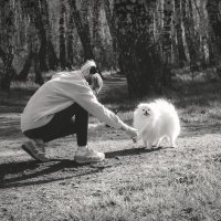 Собачья фотосессия (чб) :: Сергей Царёв