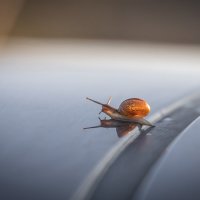 **** :: Елизавета .