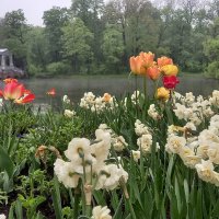 Цветы :: Сапсан 