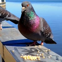 хмурый голубь :: светлана льдокова