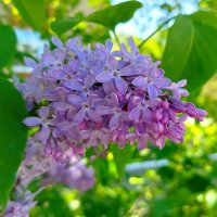 Великолепная сирень :: светлана льдокова