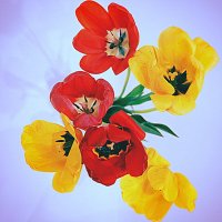 Тюльпаны мая-6 :: Юрий Велицкий Тюльпаны мая-6 :: Юрий Велицкий