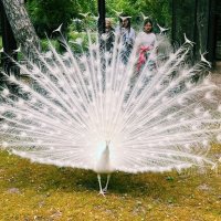 Павлин :: Георгиевич 