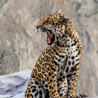 Ягуар :: SanSan 