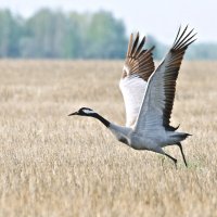 На взлете :: Михаил Белоусов