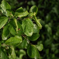 Утро :: Петр 