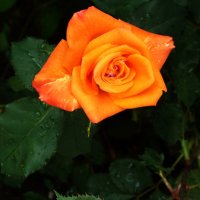 Флорибунда :: Валентин Семчишин