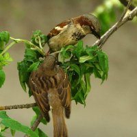 Прилипало :: kolyeretka Прилипало :: kolyeretka