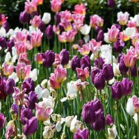 Москва. Парк Царицыно. :: Наташа ***** Москва. Парк Царицыно. :: Наташа *****