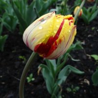 Тюльпан :: PRP 