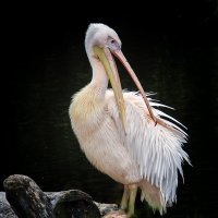 Прихорашивется :: Андроник Александр 