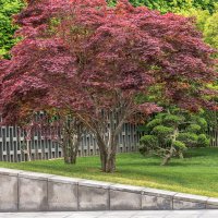 Клён дланевидный в парке Галицкого :: Игорь Сикорский