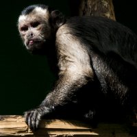 Мой город - зоопарк Бурый Капуцин :: Владимир Максимов