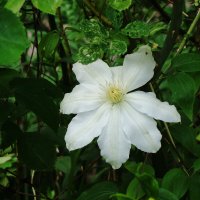 Клематис :: Рита Симонова