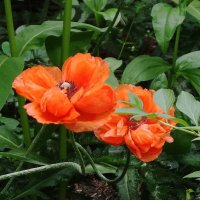 Мак :: Рита Симонова Мак :: Рита Симонова