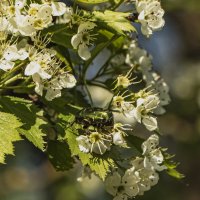 Кушать хочется. :: Петр Беляков
