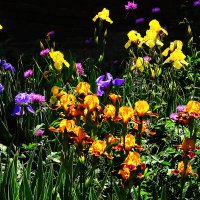 Пляшут ирисы :: Юрий Гайворонскiий