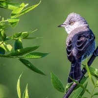 Ястребиная славка :: Владимир Безбородов Ястребиная славка :: Владимир Безбородов