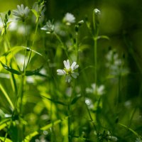 ___ :: Yuriy V ___ :: Yuriy V