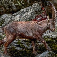 Альпийский горный козёл Ибекс :: Aleksey Afonin