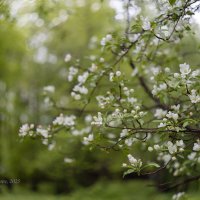 Цветущие ветви :: Александр Синдерёв