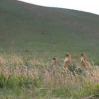 Хозяева степей :: Галина Ильясова