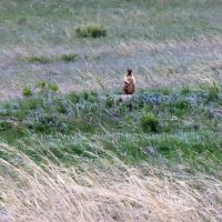 Хозяева степей :: Галина Ильясова