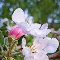 Мои любимые яблоньки цветут! :: Светлана Кузнецова