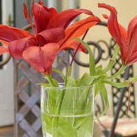 Лилии :: ZNatasha -