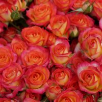 * * * :: Алёна Савина