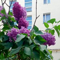 Сирень у дома :: Galina Solovova