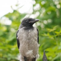 воронёнок :: Вячеслав Козлов