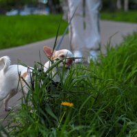 Травоядный :: юрий поляков