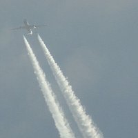 Птица не хищная, пропускаем... :: Юрий Велицкий