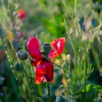 Мак отцветает :: Владимир Лебедев