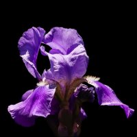 Ирис :: Александр Тарноградский