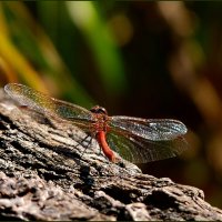 Лето на взлёте :: Наталья Rosenwasser