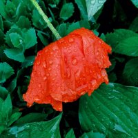 Задождило :: Галина Бобкина