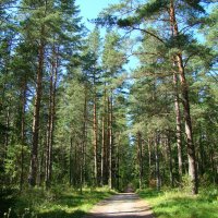 в лесу :: linnud 