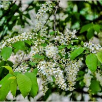 Май... :: Aquarius - Сергей Май... :: Aquarius - Сергей