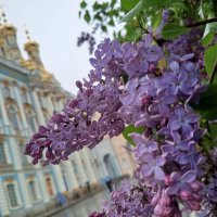 Сирень :: Сапсан 