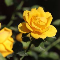 Желтая роза. :: Оля Богданович