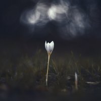 Осеннее таинство. :: Анатолий Щербак