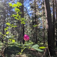 Лесное чудо :: Георгиевич 