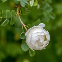 Молодая розочка :: Валерий Иванович Молодая розочка :: Валерий Иванович