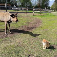В Яви Нави. Яшка и Никки. :: Ольга 