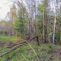 Продираясь сквозь кусты,Обходя лужи :: Сергей Цветков